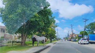 UG Road  Cummings Lodge  Turkeyen 🇬🇾 GUYANA 2023 [upl. by Elletnuahs212]