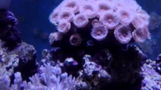 DIY aquariums Amazing acan polyp extension [upl. by Ynohtna323]