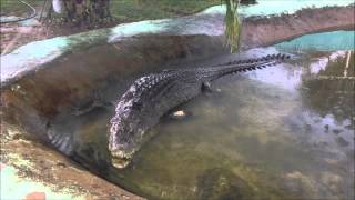 Giant 29Foot Crocodile Caught on Camera  Lolongs Brother  Must Watch Shorts [upl. by Uttasta952]