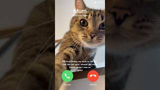 Calling mum😺cats catlover cute [upl. by Analise]