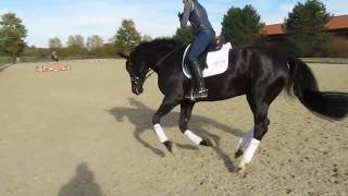 Ingrid Klimke offenes Training 1118 [upl. by Amles]