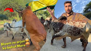 Bheem ne arjun Bull ko🤬bahut buri tarah mara￼🤕Lila gaay HEAT🔥par [upl. by Colene]