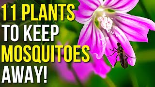 11 Plants To Keep Mosquitoes Away  Mosquito Repellent Plants [upl. by Concha]