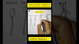 Anther diagramTypes of Antherbased on its attachment with the filamentshorts viral dailylearn [upl. by Wadlinger985]