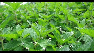 Lortie  Urtica dioica [upl. by Dhar]