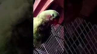 Mithua parrottalking parrotlover funny birds parrot sweta ytshorts sweety plz subscribe [upl. by Tab]