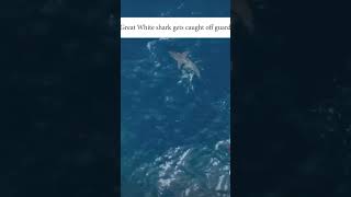 Great white shark gets attacked orca oceans kingmicah [upl. by Long]