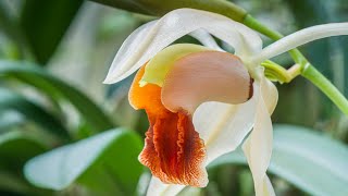 Episode 21 Coelogyne xyrekes [upl. by Aillimac]