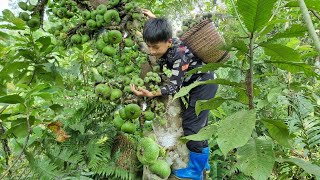 Nam  poor boy Picking wild figs to sell The orphan boys joy when he sold all his fruit [upl. by Gamaliel]