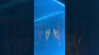 Leopard 🐆 wrasse just added to this aquarium saltwateraquarium fish nature love exotic pet [upl. by Ralston711]