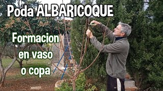 Segunda PODA al albaricoquero damasco chabacano Árbol de albaricoque [upl. by Schuster759]