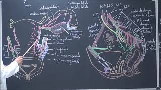 Vascularisation artérielle de lutérus [upl. by Amitaf]