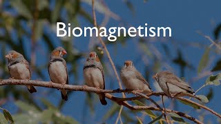 How Migratory Birds Use Earths Magnetic Field as an Aid to Navigation  Biomagnetism [upl. by Nedyaj]