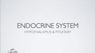 Endocrine Hypothalamus Pituitary [upl. by Suoivart]