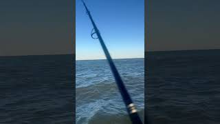 Awesome day to be fishing at the jersey shore for striped bass catchandrelease stripedbass fyp [upl. by Capon]