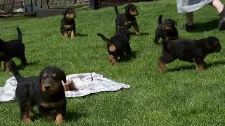 Airedale Terrier Puppies For Sale [upl. by Harmon]