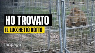 Leone scappa a Ladispoli il proprietario del Circo quotAbbiamo trovato il lucchetto rotto per terraquot [upl. by Shlomo]