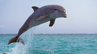 Dolphin at Sea  Seeing Dolphin 🐬 how to earn from YouTube YouTube se kaise paise kamaye [upl. by Ennylhsa]