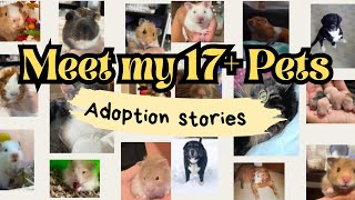 Get to know my 17 pets [upl. by Lodnar401]