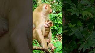 newbornbaby animals sovana monkeysabe monkey happywithsovana [upl. by Maiah456]