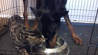 Doberman and Bengal Cat Sharing Dinner [upl. by Enert]