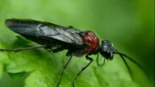 Wheat Sawfly オオムネアカハバチ♀ [upl. by Abramo]