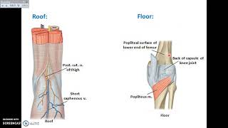 Lower Limb Arteries  Part 1  Femoral Popliteal Tibial Artery  TCML [upl. by Aicilat]