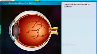 Structure of Human Eye Human Eye Colourful world Class 10 Physics [upl. by Mungovan]