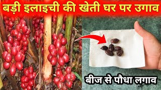 बड़ी इलायची के पौधे को घर में कैसे उगाएँ  How to Grow Elaichi at Home  Cardamom Plant grow at home [upl. by Marieann750]