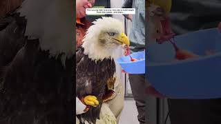 This man bravely rescued a bald eagle from the water eagle birds short [upl. by Bronder]