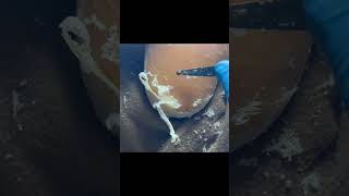 Charming Pedicure Video  Remove Dead Skin [upl. by Oznecniv]