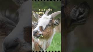 Why everyone should have a pygmy goat cuteanimals wildlife animalfacts pygmygoats [upl. by Jojo]