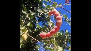 Guamuchil tree a very easy to grow nitrogen fixer [upl. by Nonah]