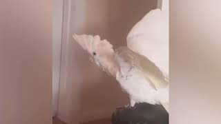 Parrot does the quotWhat the Fluff Challengequot  Parrot says WTF  CrazyVidsWorldwide [upl. by Ettevroc972]