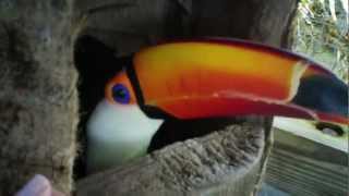 Toco Toucan Pacos New Nest Log [upl. by Jaworski]