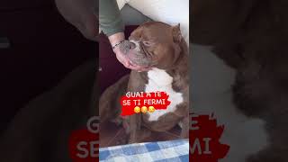 Umano Onorato dessere scelto come appoggia Funcia di icerubacuori 😎🤣🤣americanbully superstar [upl. by Wandis508]