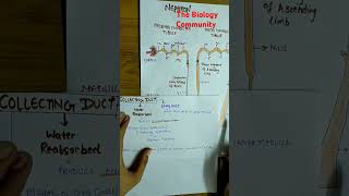 FUNCTION OF THE TUBULES PART3excretoryproductsamptheireliminationclass11biologyneetcbseshortsyt [upl. by Nagyam474]