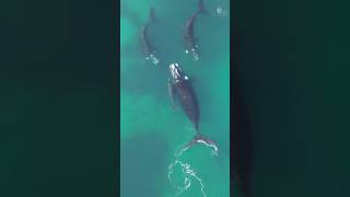 BALLENAS EN PUERTO MADRYN [upl. by Noimad]