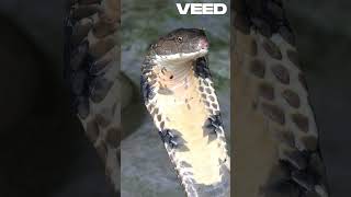 Fascinating NonVenomous Snakes You’ll Love [upl. by December]