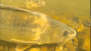 Walleye in Conesus Lake Marsh [upl. by Roberto]