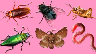 Learn Insects  Learn Name and Sounds of Insects for Kids in English [upl. by Aurie834]