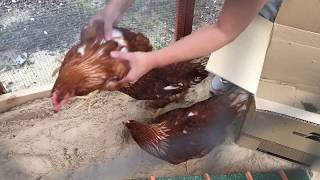 Unboxing HyLine Brown Chickens [upl. by Ttirb]