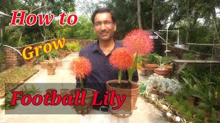 How to grow Football Lily or Scadoxus multiflorus at your home [upl. by Berhley]