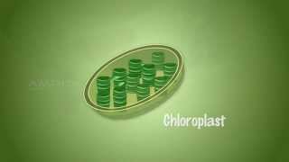 Importance of Light in Photosynthesis  MeitY OLabs [upl. by Yeslaehc]