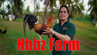 Lets Visit The Farm Of Nbbz Gamefarm [upl. by Froh148]