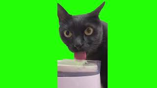 Viral Black Cat Meme on Tiktok Green Screen [upl. by Henson]