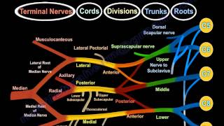 Brachial Plexus  Simple  Everything You Need To Know  Dr Nabil Ebraheim [upl. by Ibed320]