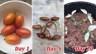 Tips to grow Elaeagnus latifolia from seeds germinate easily and quickly [upl. by Daniels]