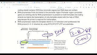 DNA Transcription  Molecular biology  Biochemistry  First aid lectures  Lec12 transcription [upl. by Bender885]