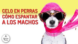 Cómo ahuyentar perros de una perra en celo [upl. by Gerdi671]